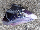 ムラサキイガイ