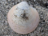 カガミガイのなかま？