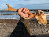 エゾジカの角と頭骨の一部