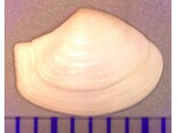 コカタビラガイ