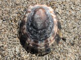 ベッコウガサ