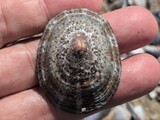 ベッコウガサ