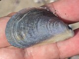ヒバリガイ？