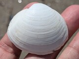 ウバガイ？