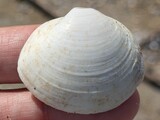 ウバガイ？