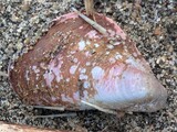 ヒバリガイ