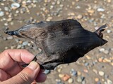 カスベ（エイのなかま）の卵のう（カスベのたばこ入れ）