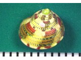 シリブトチグサ