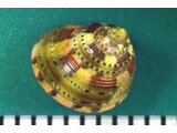 シリブトチグサ