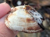 コベルトフネガイ？
