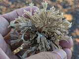 海藻のなかま