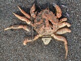 クリガニのなかま？