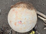 ブイと海藻