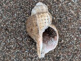アヤボラ？