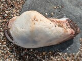 コベルトフネガイ