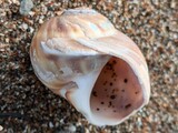 エゾタマガイ？