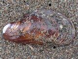 エゾヒバリガイ？