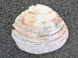ウバガイ？