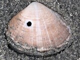 エゾバカガイ？
