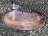 オオミゾガイ