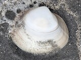 ウバガイ？