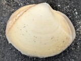 ウバガイ？
