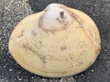 ウバガイ？