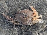 カニのなかま