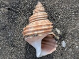 ヒモマキバイ？