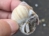 タマツメタ？