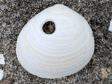 二枚貝のなかま