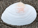 キタノオオノガイ？