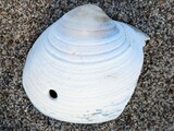 ウバガイ？