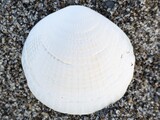 エゾイシカゲガイ？